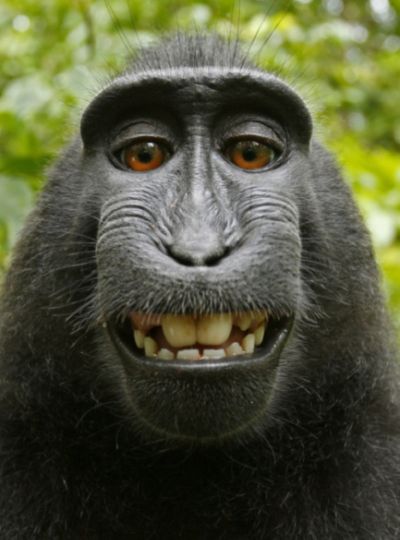 Monkey takes photos on camera